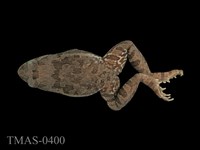 藏品(澤蛙)的圖片